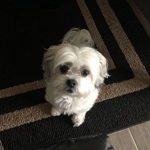 Meet your Posher, Sydney